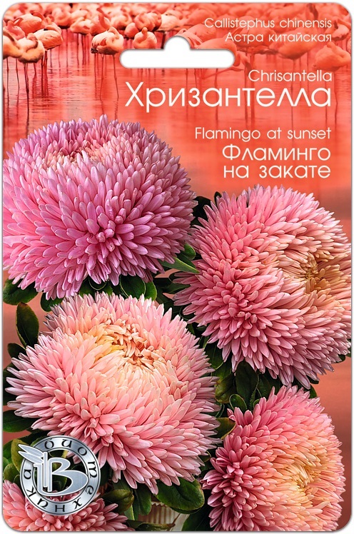 Астра Хризантелла Фламинго на закате 30 шт, Семена цветов, Астра
