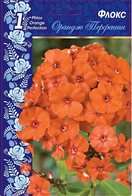 Флокс Орандж Перфекшн 