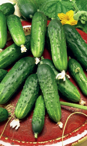 Огурец Будь Здоров (УД) 10 шт цв п