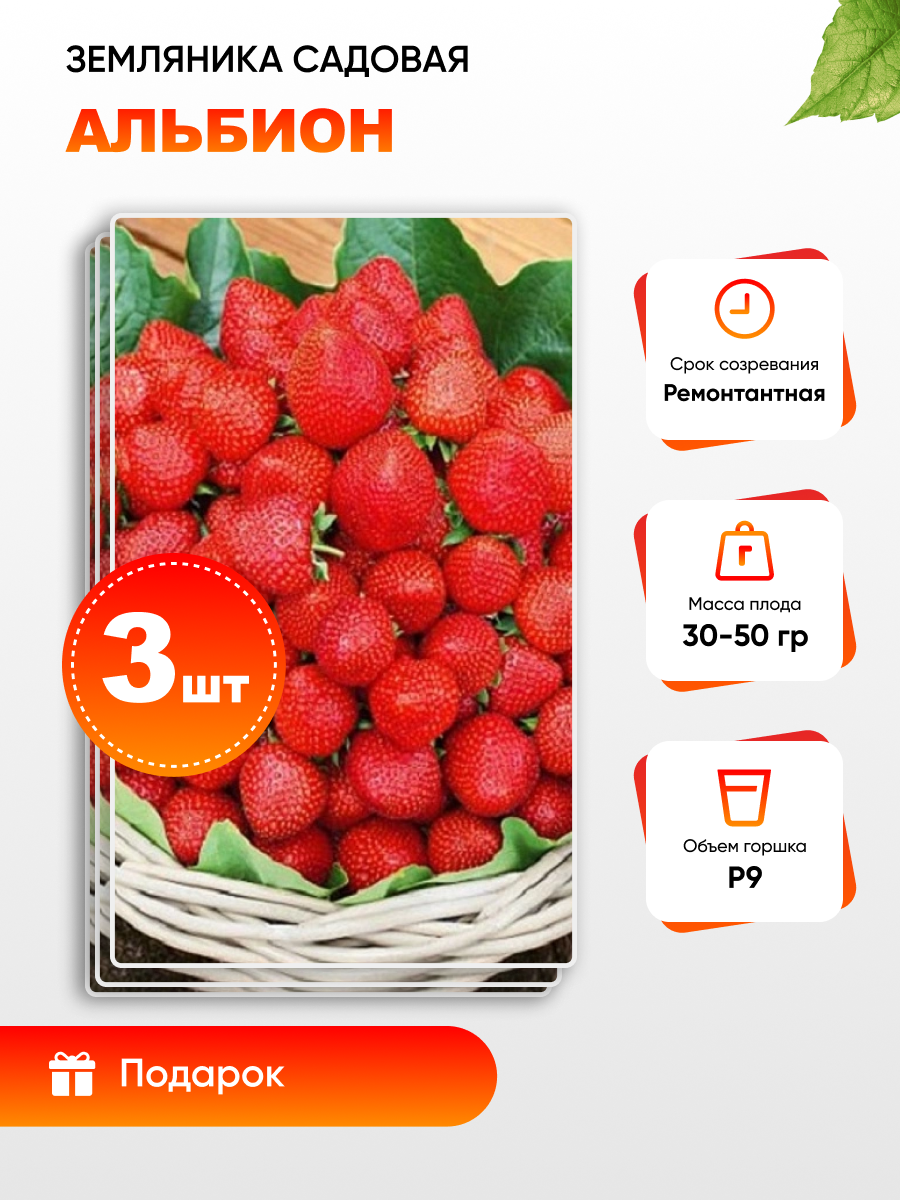 

Земляника садовая Альбион