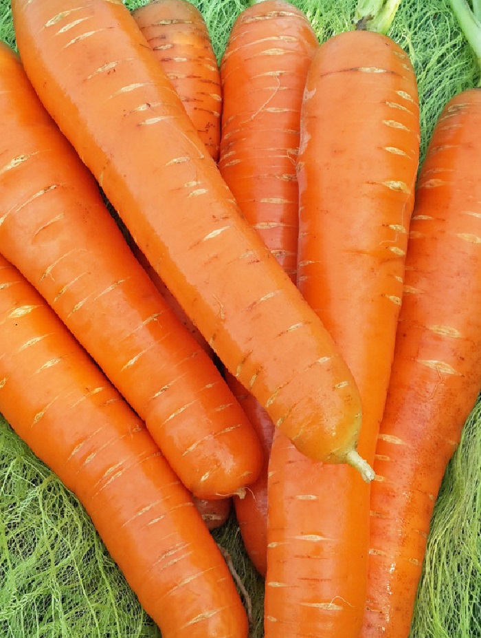 Морковь МО (УД) (Сибирская Серия) 2 гр цв.п., Морковь, Морковь семена