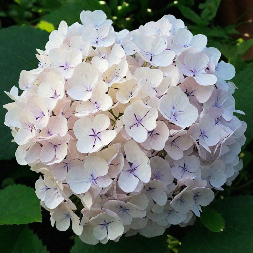 Гортензия крупнолистная Сестра Тереза 1 шт Р9
