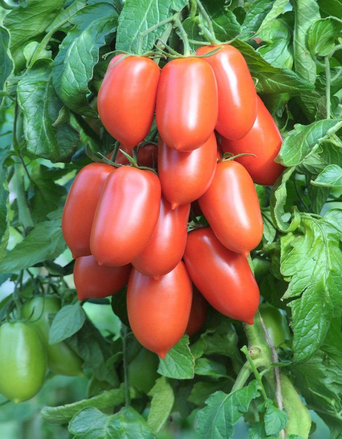 

Томат Перст 0,2 гр цв.п.