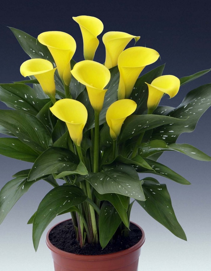 

Калла Санклаб