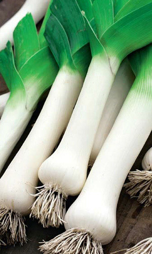 Лук порей Победитель (УД) 0,25 гр. цв.п.