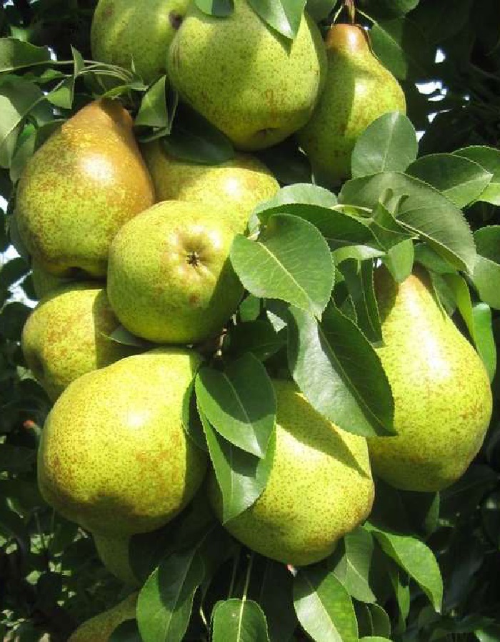 

Груша Сапфира (колоновидная)