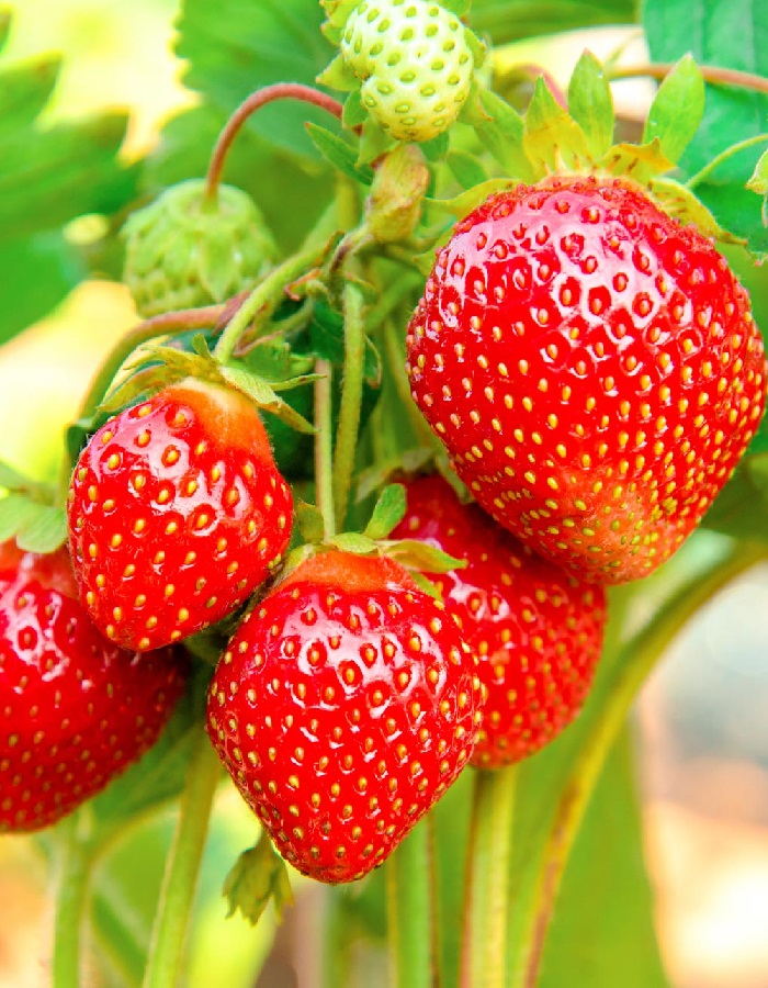 

Земляника садовая Флер