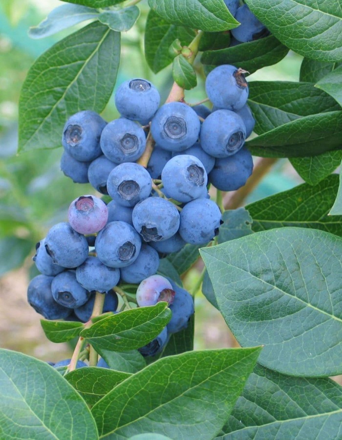 

Голубика низкорослая Норд Ланд