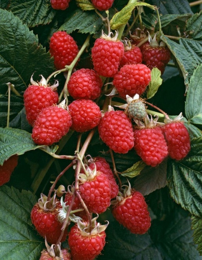 

Малина ремонтантная штамбовая (малиновое дерево) Таруса