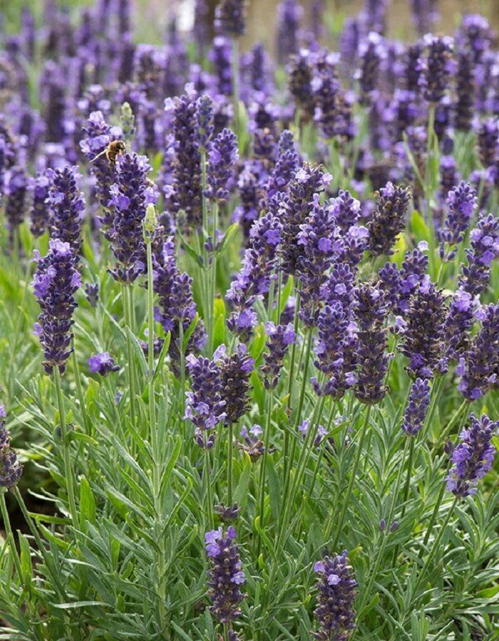 

Лаванда узколистная Блю Спир ASF 1 шт Р9