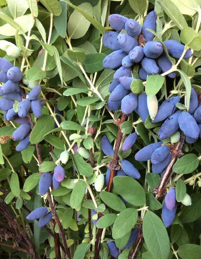 

Жимолость съедобная Югана