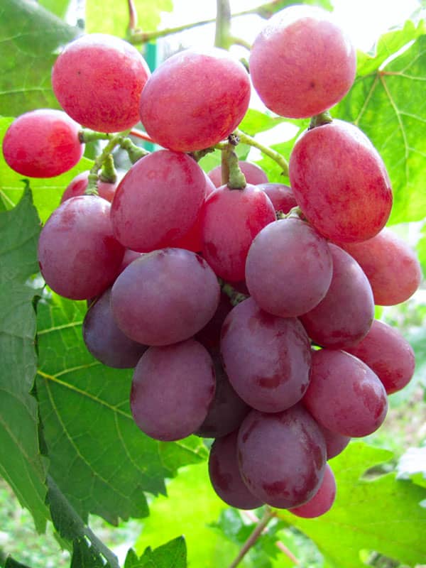 Виноград плодовый Гурман ранний 1 шт