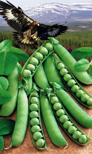 Горох Беркут (УД) 5 гр цв.п.