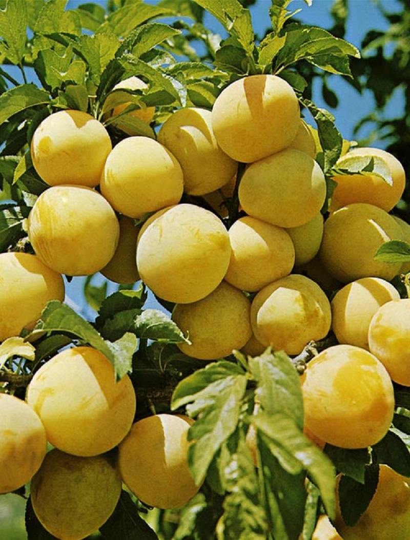 

Слива Светлячок