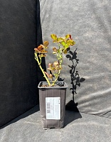 Роза чайно-гибридная Аваланж