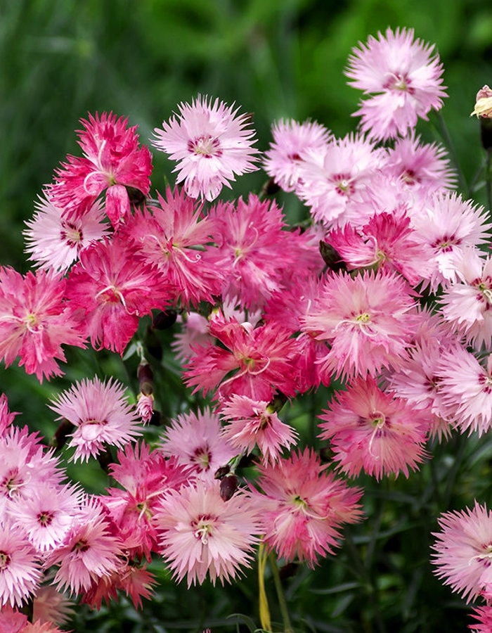 Гвоздика перистая Балатон 05 гр 45₽