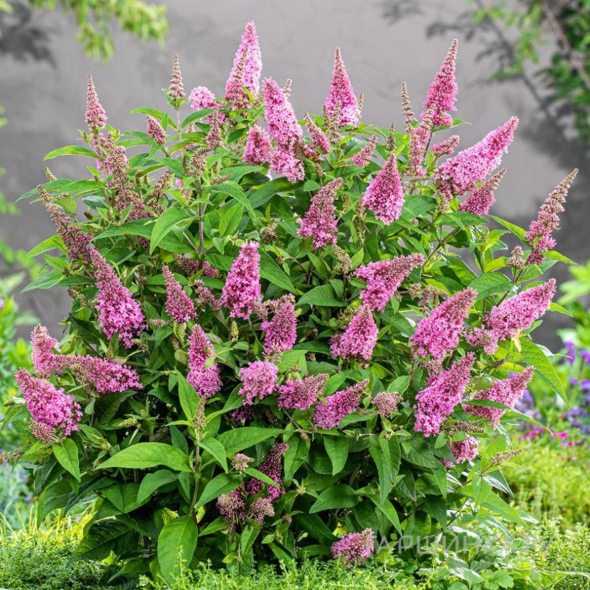 

Буддлея Давида Баттерфляй Канди Литл Пинк 1 шт Р9