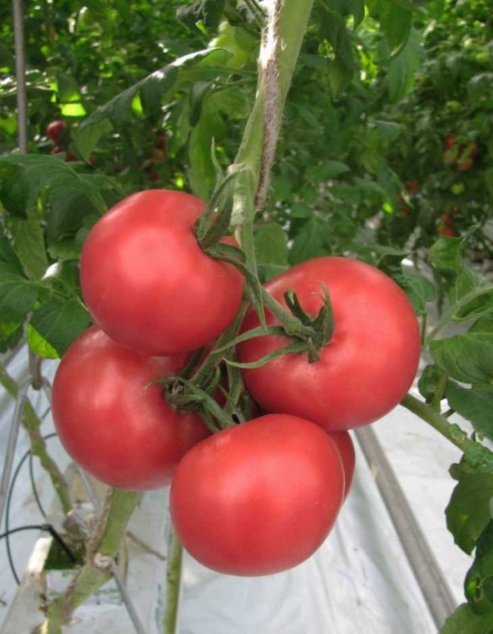 Томат Румяный мужичок F1 0,05г цв. п томат яки f1 seminis 10 шт цв п