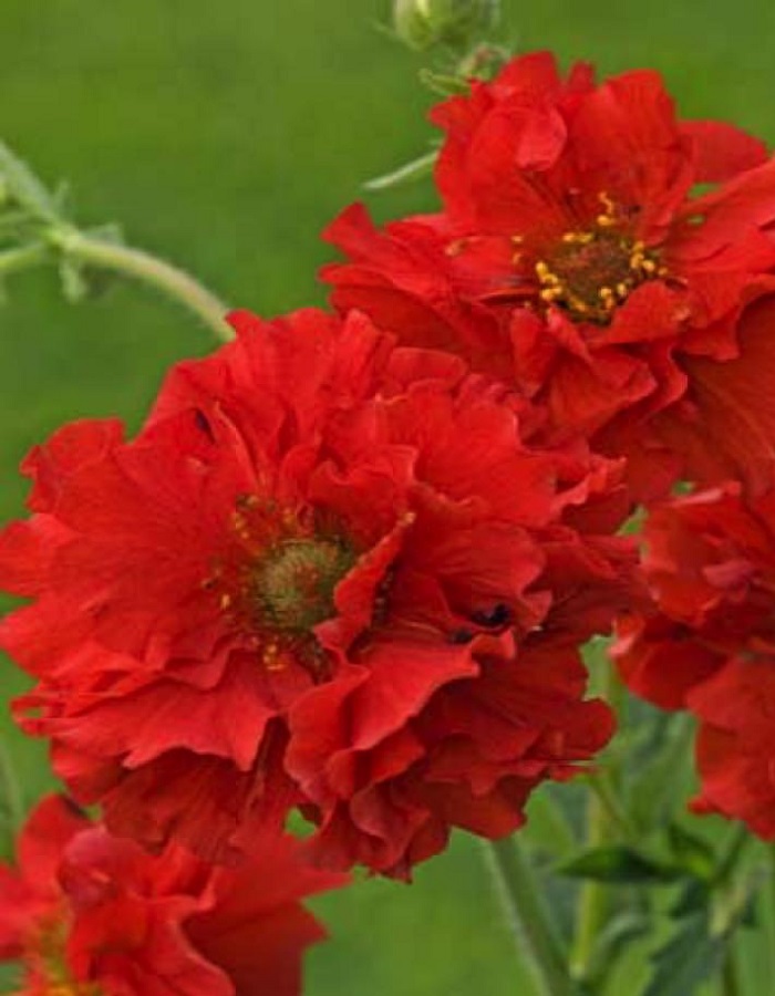 

Гравилат чилийский Огненный шар ASF 1 шт Р9