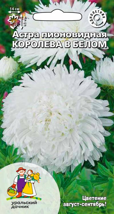 Астра пионовидная Королева гигантов в белом (УД) 0,2 гр цв п