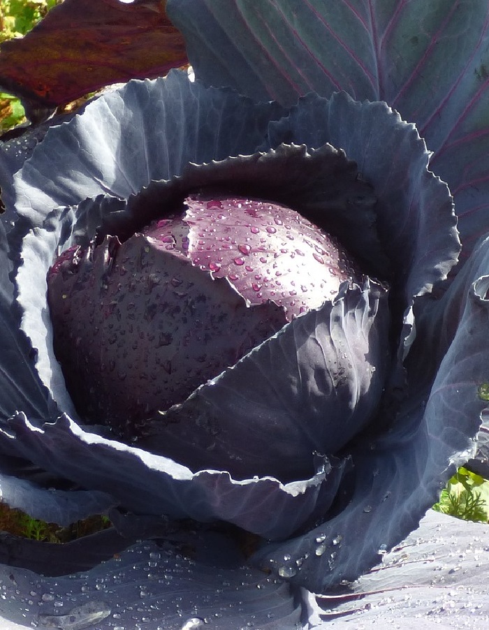 Капуста краснокочанная Михневская (УД) 0,25 гр цв.п. семена капуста краснокочанная примеро f1 10 сем