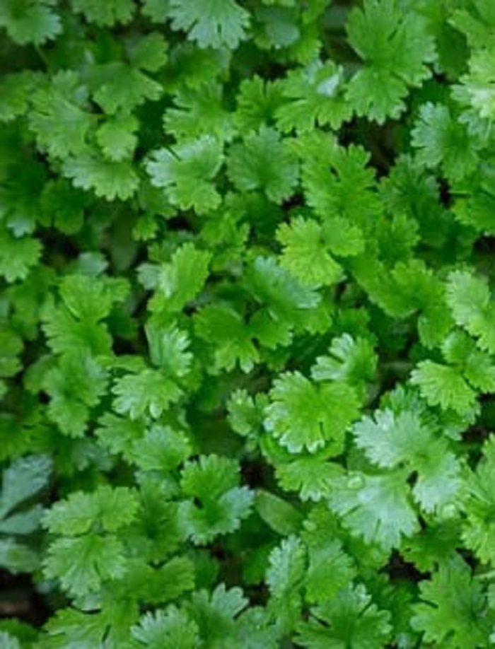 

Кориандр (кинза) Пышная особа (Марс) (УД) 2 гр б п