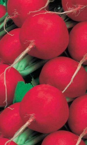 Редис Кримсон Гигант Глоб (УД) 2 гр цв.п.