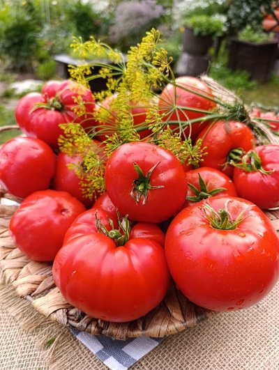 Томат Минусинский улучшенный отбор (УД) 20 шт цв.п