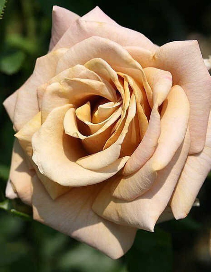 

Роза чайно-гибридная Хани Дижон 1 шт