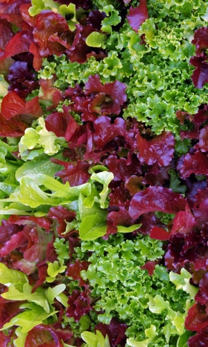 Смесь листовых сортов салата Палитра (УД) 0,25 гр цв.п семена салат смесь листовых сортов 1г