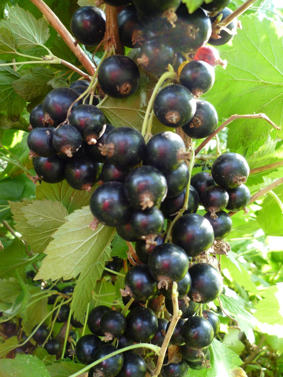 

Смородина черная Вологда