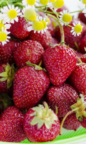 Земляника Санькина любовь - ремонтантная (УД) 6 шт