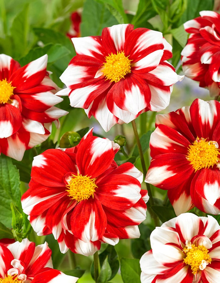 

Георгина Файр энд Айс 1шт