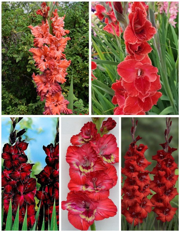 Микс гладиолусов голландской селекции Аритмия 5 шт 599₽