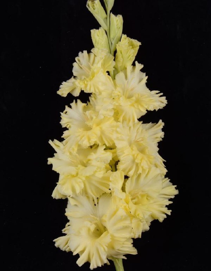 

Гладиолус Завтрак у Тифани