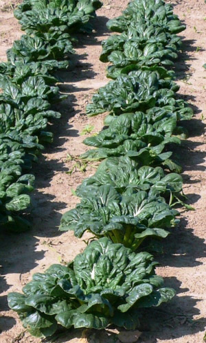 Капуста китайская Татсой (УД) 0,25 гр цв.п.