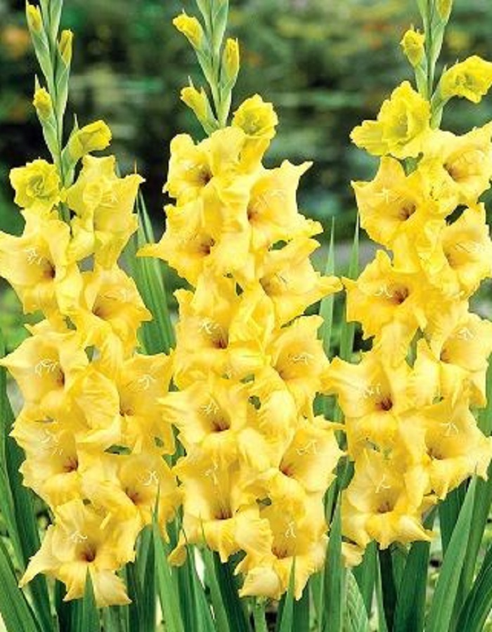 

Гладиолус Харизма