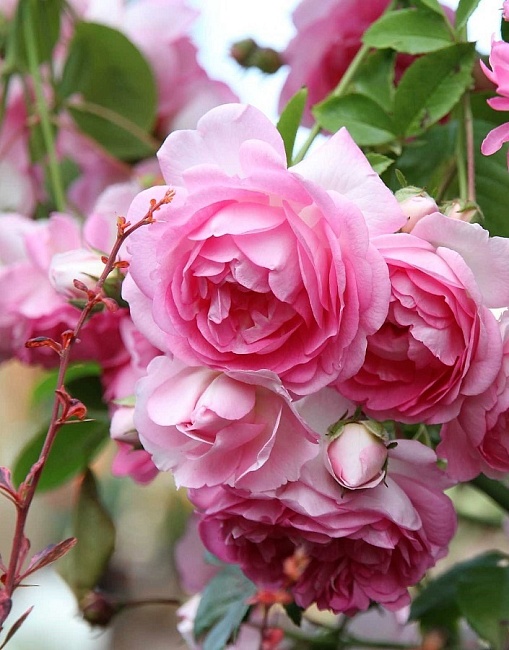 Роза плетистая Жасмина