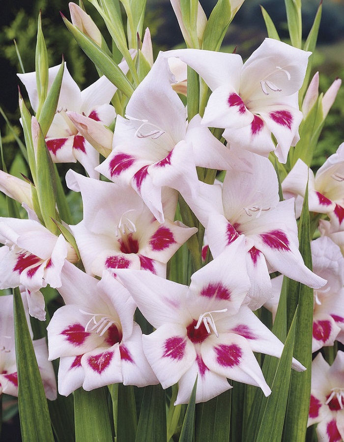 

Гладиолус Эльвира 1 уп. (3 шт.)