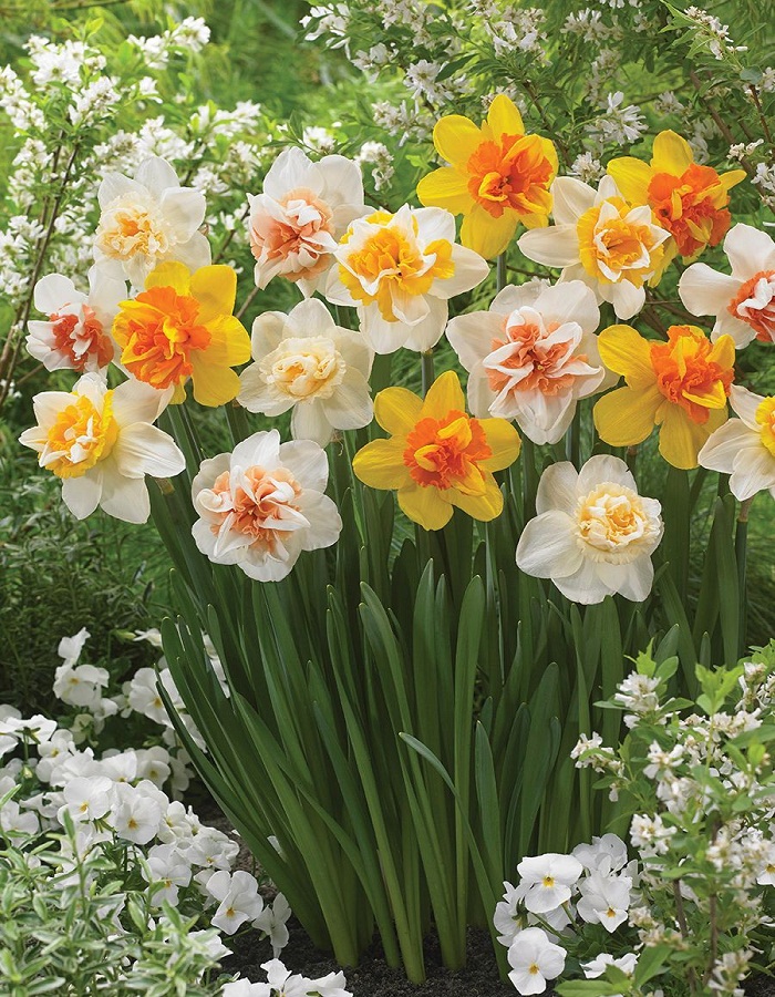 Набор Нарциссы махровые 6 шт набор белые тюльпаны и нарциссы 38 шт