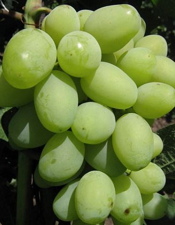 Виноград плодовый Галахад 1 шт виноград плодовый аркадия синоним настя 1 шт