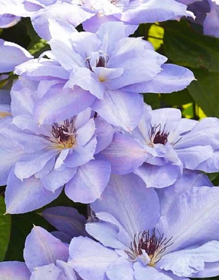 

Клематис Блю Котильон 1 шт Р9