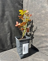 Роза чайно-гибридная Анастасия