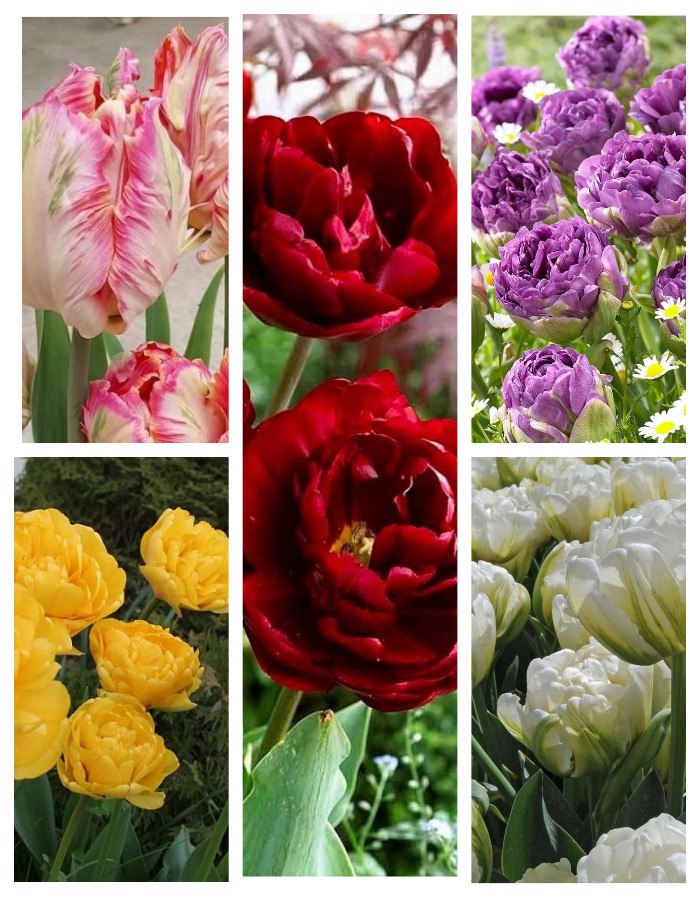 Набор Тюльпанов Махровые поздние 15 шт. набор тюльпанов блики весны 9 шт