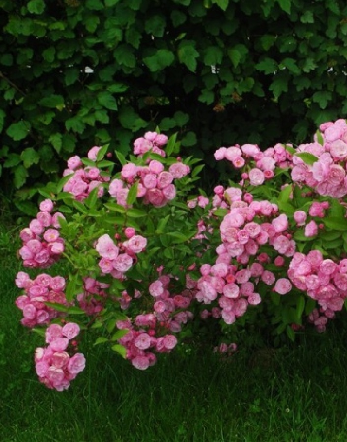 

Роза мускусная Хевели Пинк