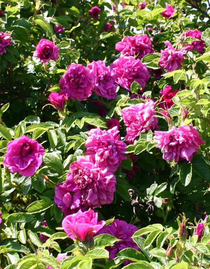 

Роза парковая Ханса