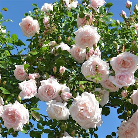 Роза плетистая Нью Доун