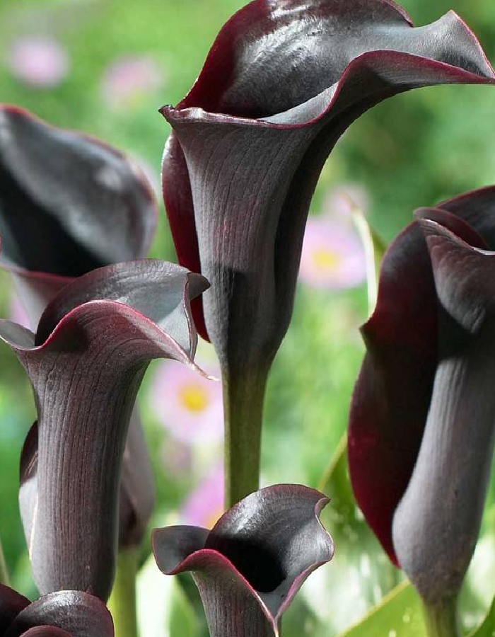 

Калла Контор