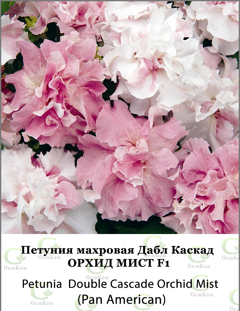 

Петуния Дабл Каскад Орхид Мист F1 50 др (PanAmerican Seed)