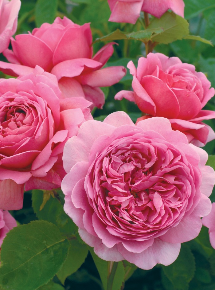 Роза английская Александра оф Кент 1 шт роза кент кустарниковая топалович